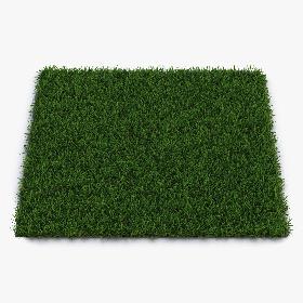 Centipede Warm Season Grass